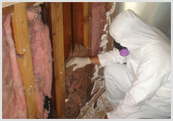 Mold Removal is common in San Diego